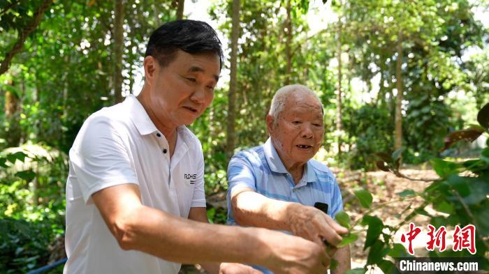 图为郑道锦(右)和儿子郑立平(左)在自家药园中查看南药长势。　陈英清 摄