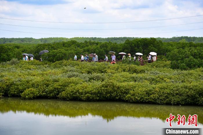 湛江市麻章区金牛岛红树林片区风景如画。　田雨昊 摄