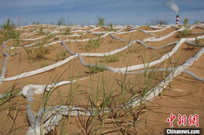 图为在沙障中埋设沙生植物种子。　秦焱供图