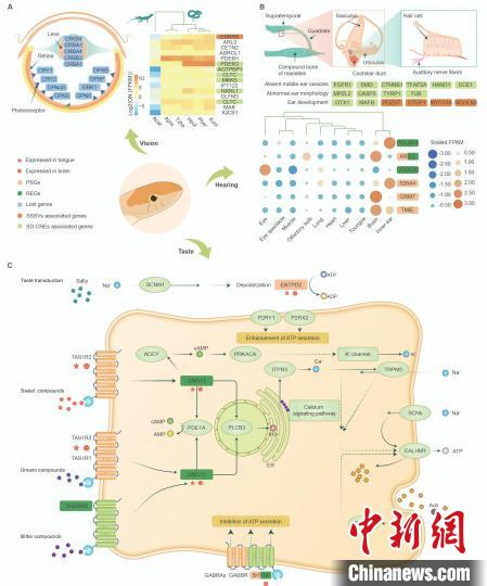 蛇类感官系统演化。　中科院成都生物所 供图