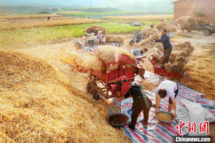 日照市峤山镇河北村村民们正在集中脱粒。　陈光金 摄