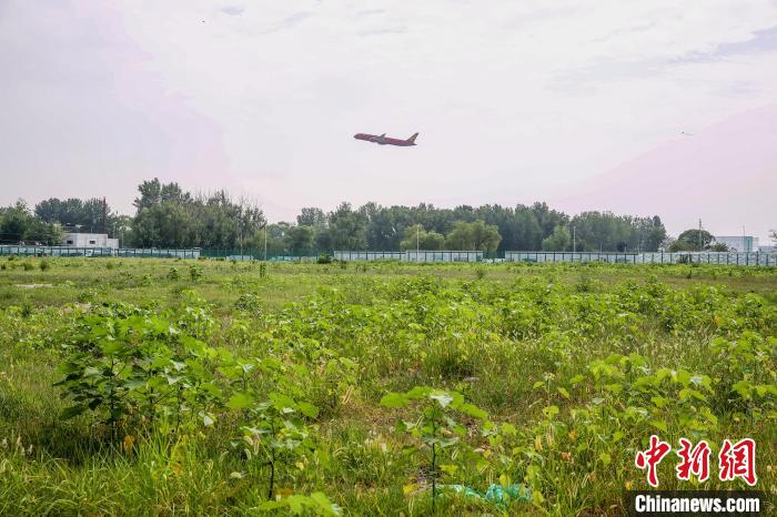 图为北京市顺义区首都机场起降区。　北京市园林绿化局供图