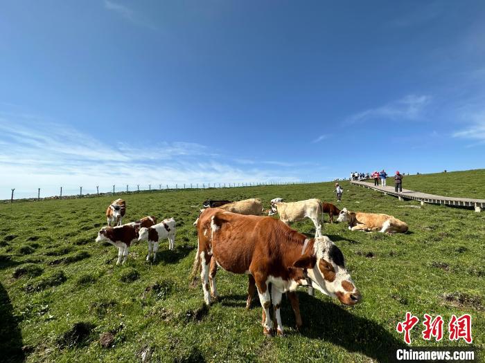 图为忻州市芦芽山景区。　刘小红 摄