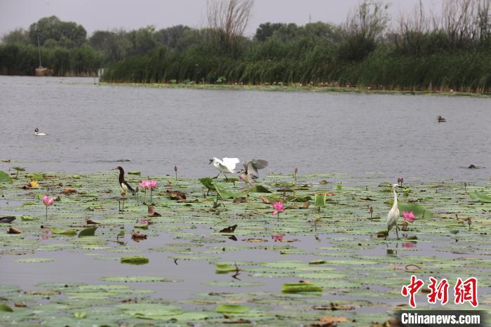 图为白鹭、苍鹭、池鹭等在衡水湖中的荷叶上停留。　王铁良 摄