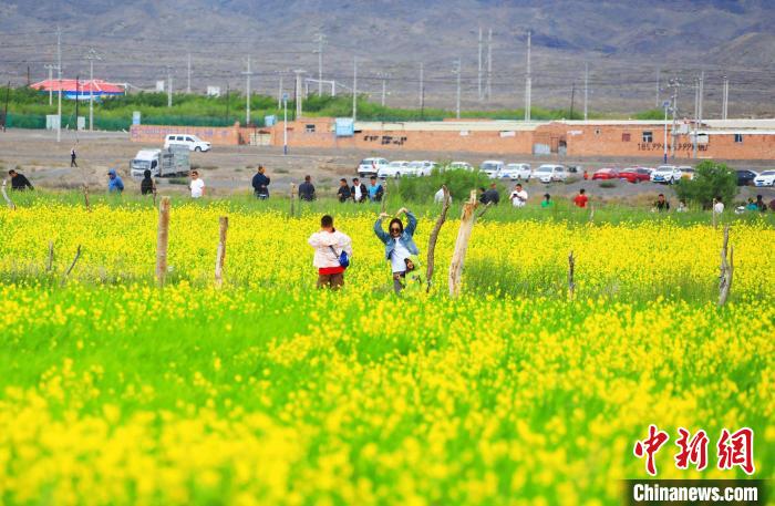 游客在油菜花海中拍照。　托克逊县委宣传部供图