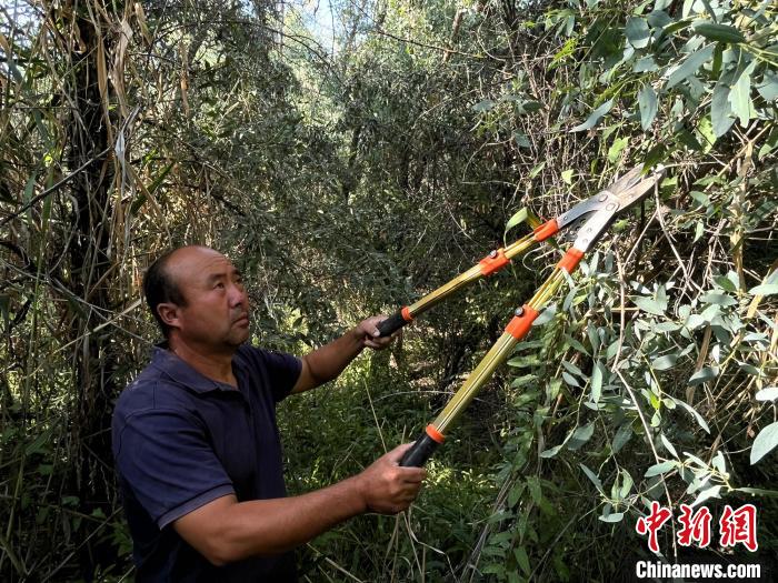 马晓华管护的万亩沙漠植被，灌木覆盖度在150团所有单位中名列前茅。　路明德 摄