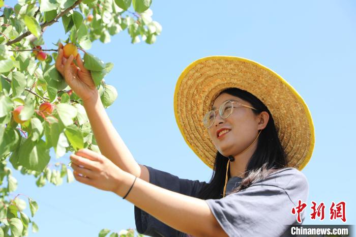 游客体验采摘红梅杏。　彭阳县委宣传部供图