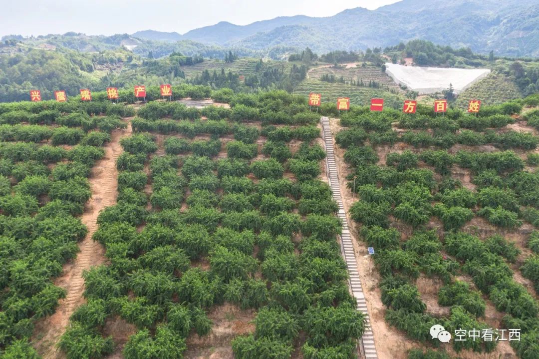 航拍江西寻乌三标乡鹰嘴桃种植基地产业兴百姓富空中看江西