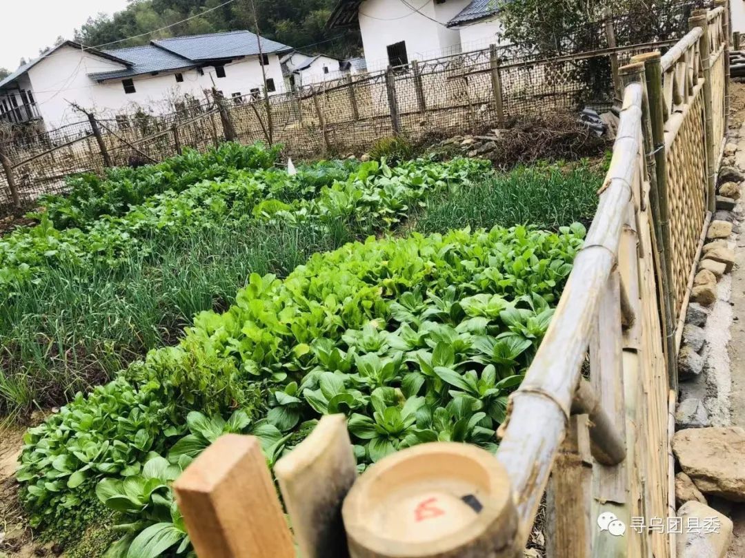 水源鄉河背村小v菜園整治人居環境譜寫美麗鄉村