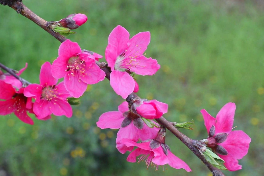 寻乌县桃花图片