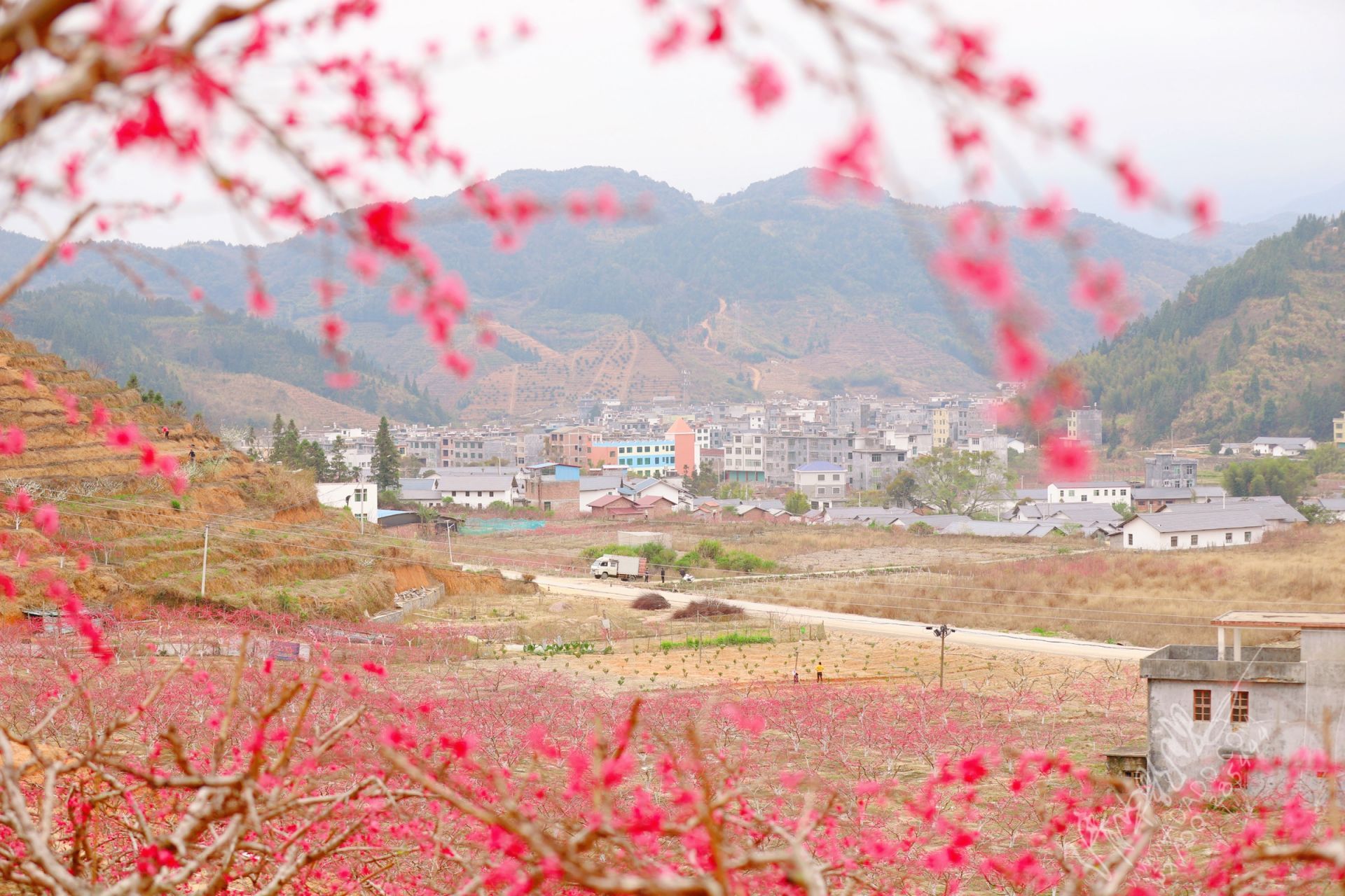 寻乌县桃花图片