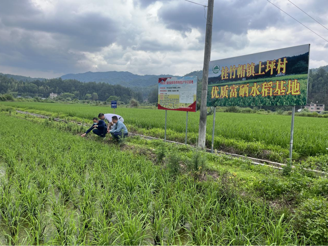 寻乌县桂竹帽镇上坪村图片