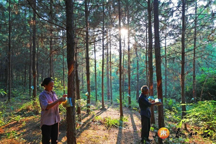 塘洲镇：林下经济助力脱贫攻坚