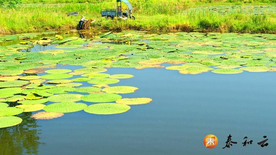 沿溪镇：生态芡实助农增收