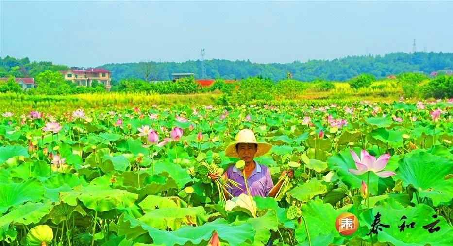 澄江镇：生态莲子助力乡村振兴