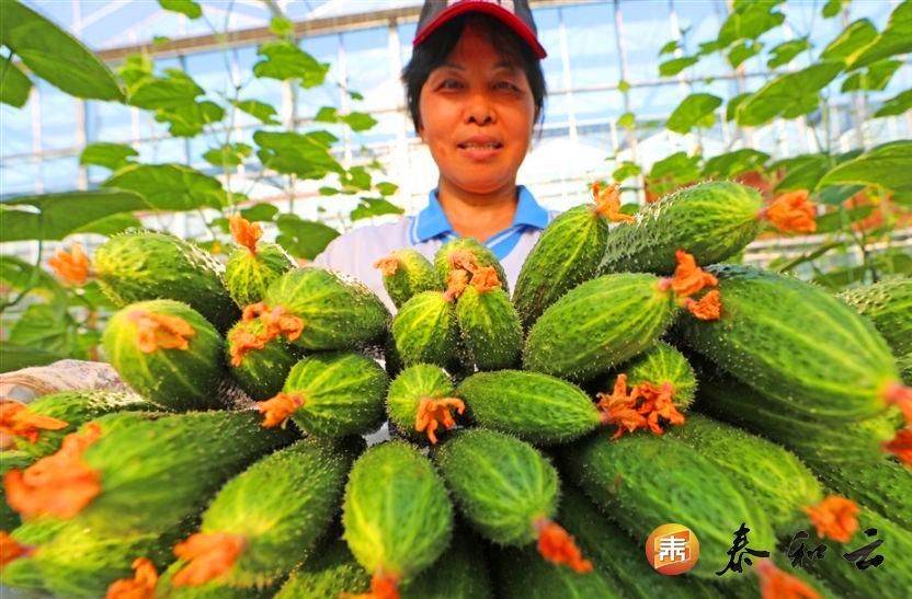 现代农业助力乡村振兴