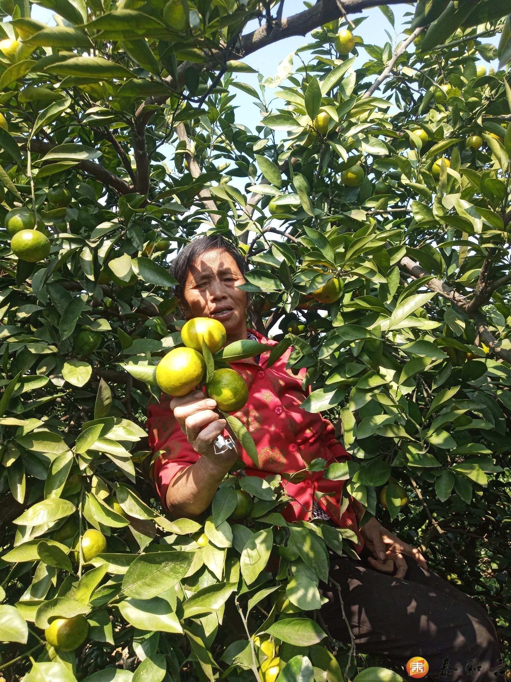 为人民谋幸福 | 沿溪镇：蜜桔成熟时，贫困脱贫期