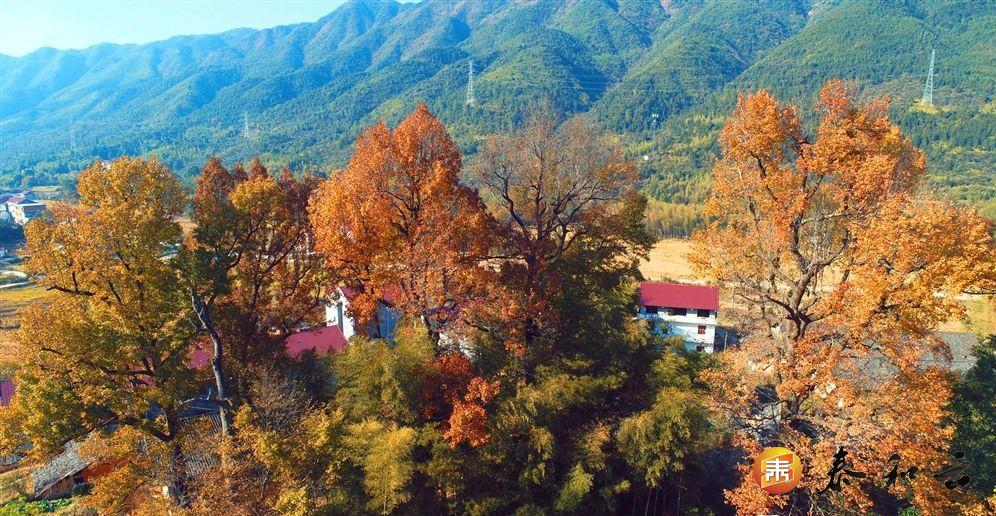 水槎乡：山乡枫叶红