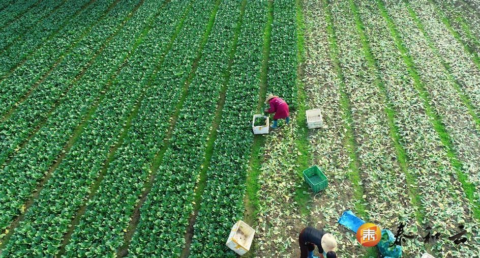 泰和：采收蔬菜 保障供应