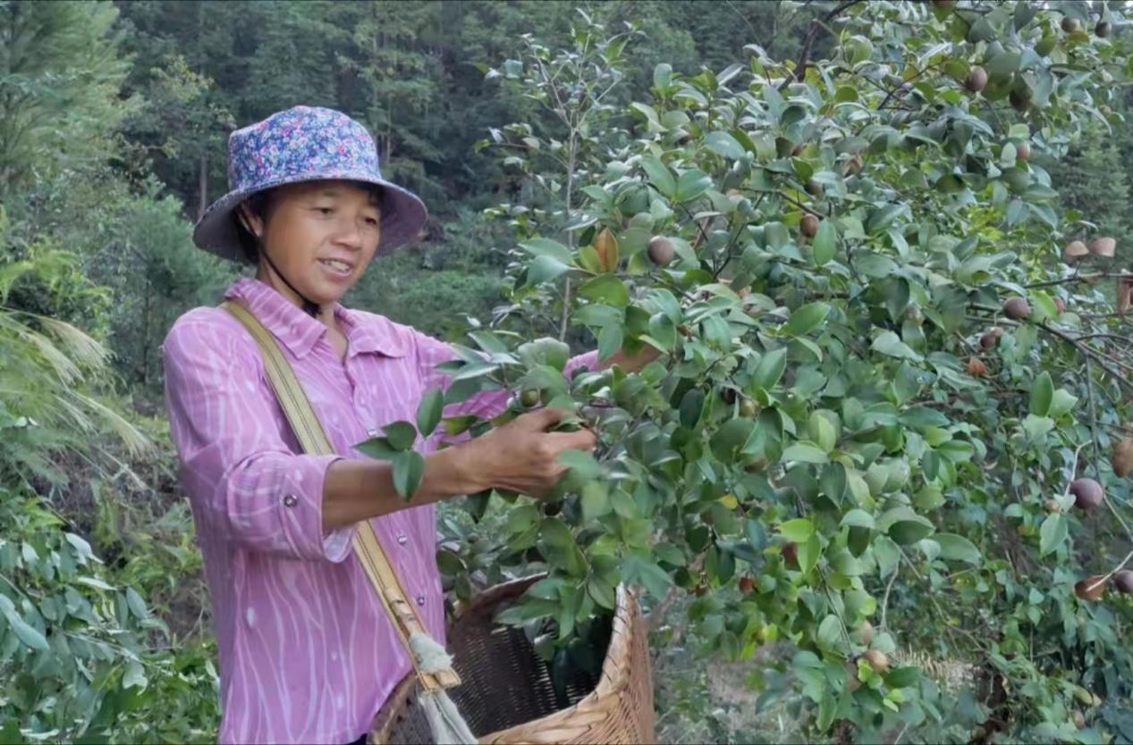 水槎乡又是油茶丰收时农民增收笑开颜