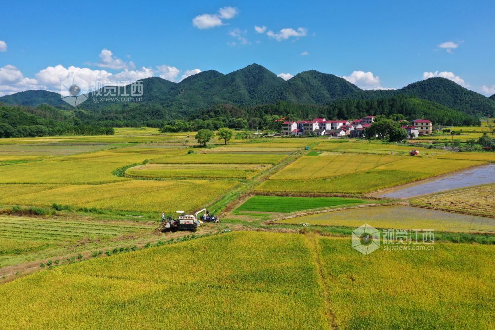 江西泰和：夏粮抢收忙