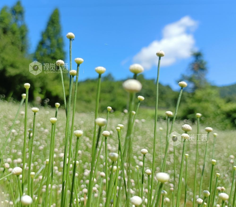 江西泰和：谷精草花开似繁星