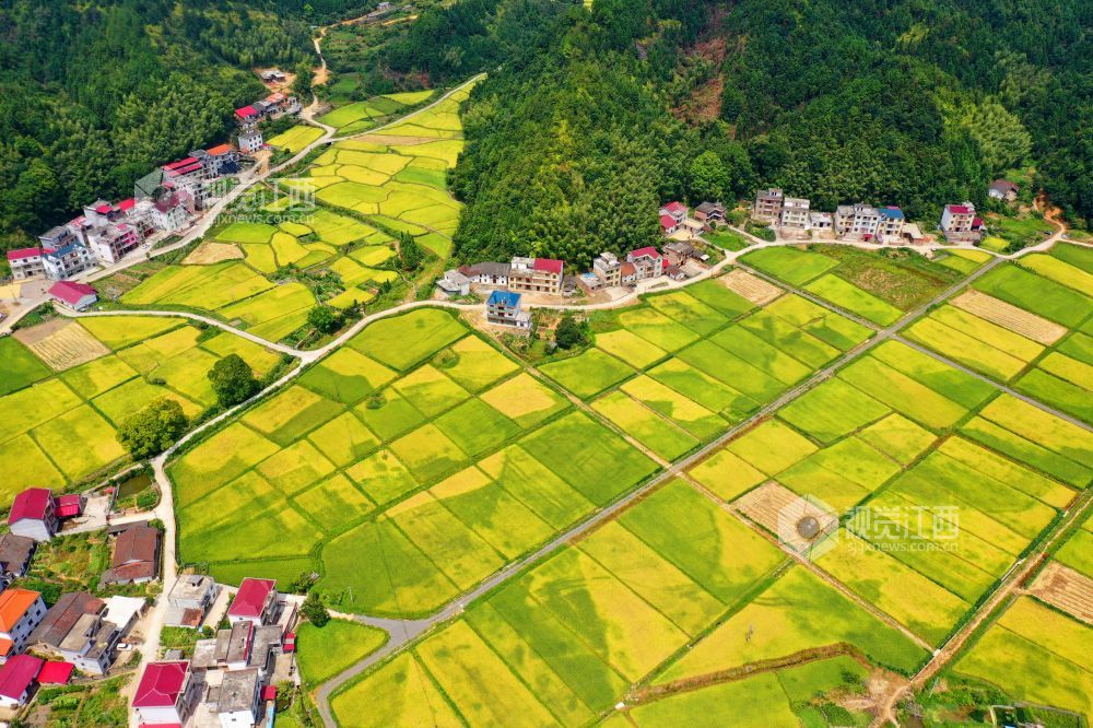 江西泰和：秋日田园美如画