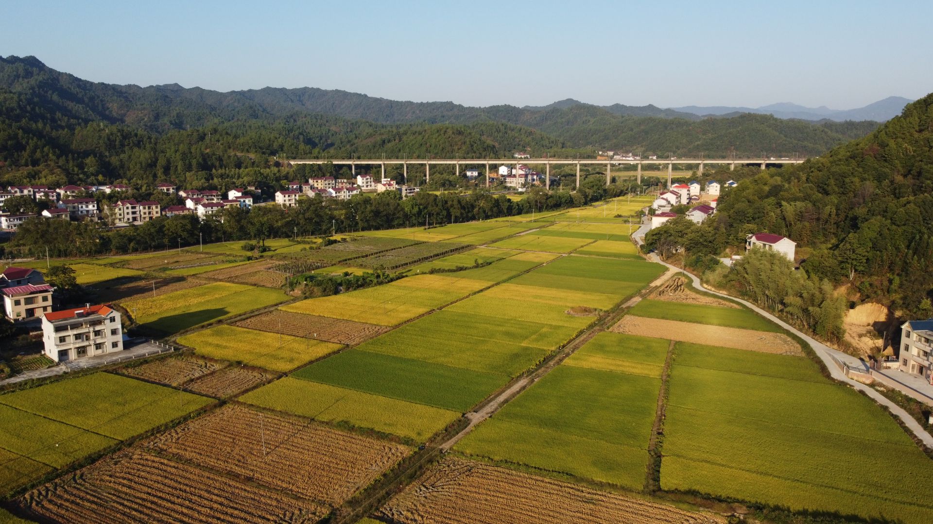 上圯乡：高标准农田丰收在望