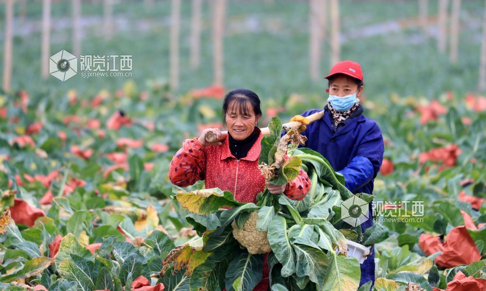 江西泰和：采收蔬菜保供应