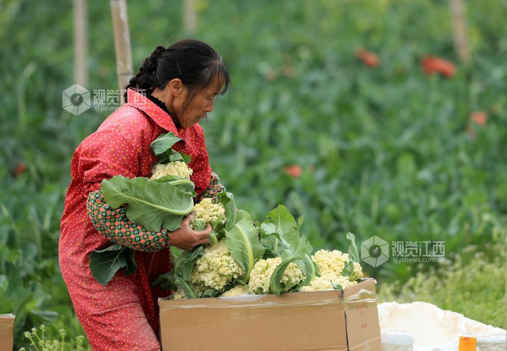 江西泰和：蔬菜采收忙