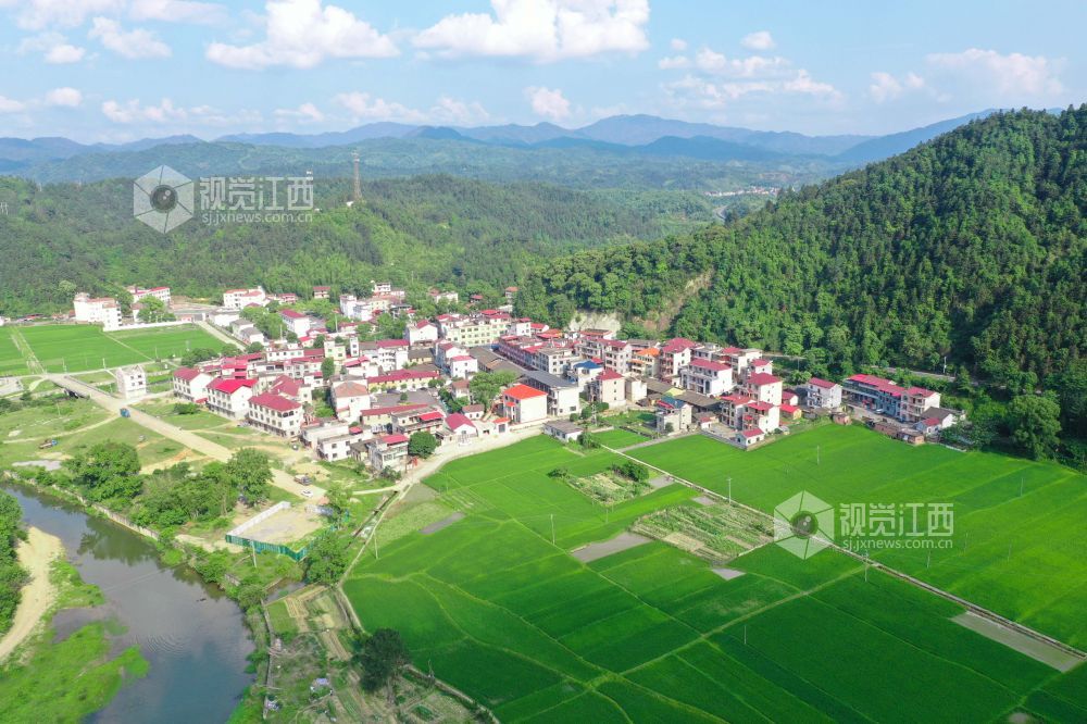 江西泰和：初夏稻田风景如画