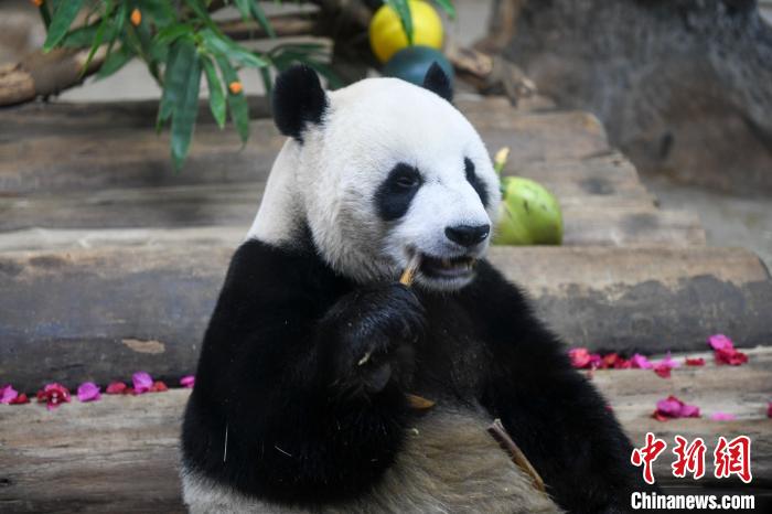 大熊猫舜舜欢快地享用大餐。凌楠 摄