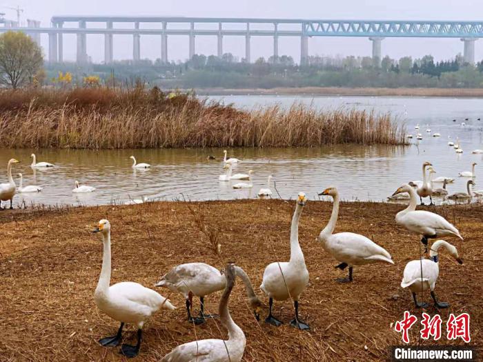 三门峡天鹅湖城市湿地公园一角。　栗璋鹏 摄