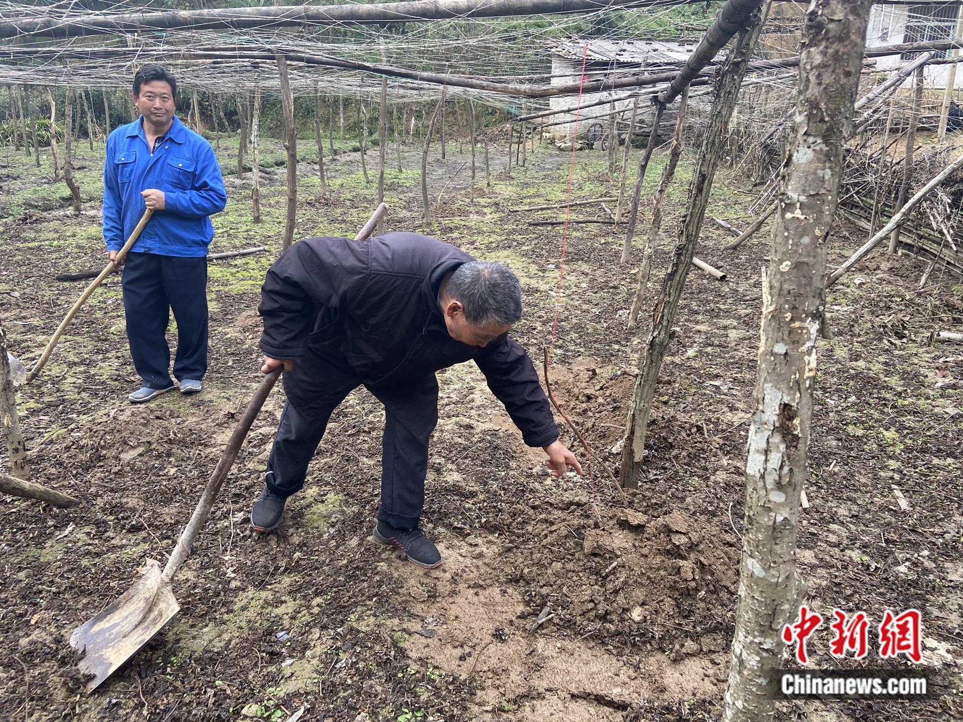 碾子沟村村民在吊瓜架下劳作。(朱延静 摄)