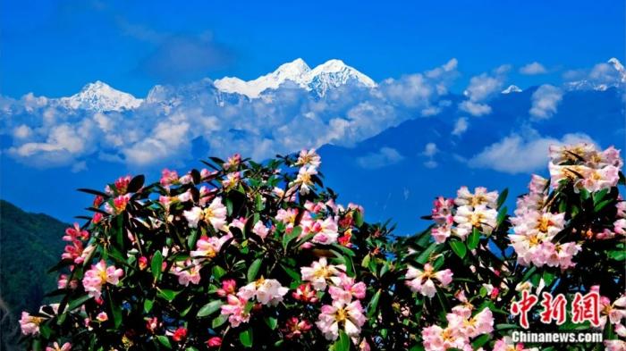 杜鹃花簇拥贡嘎山。黄永邦 摄