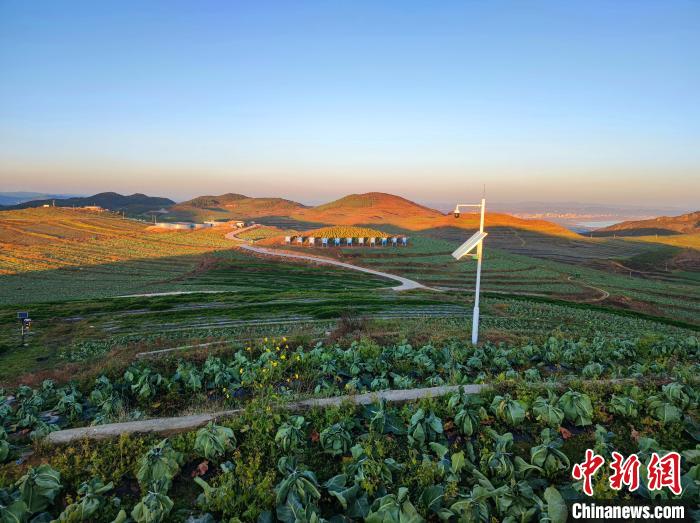 图为贵州省毕节市威宁县蔬菜基地。　宁南 摄