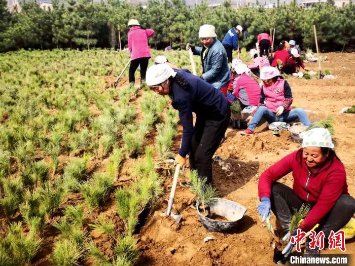 图为临县庙坪村参与造林合作社的贫困户栽植核桃经济林。临县新闻中心供图