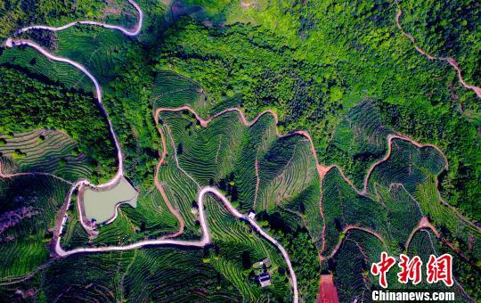 航拍江西省赣州市上犹县油石乡大小元梅岭茶叶基地 。(资料图) 刘占昆 摄