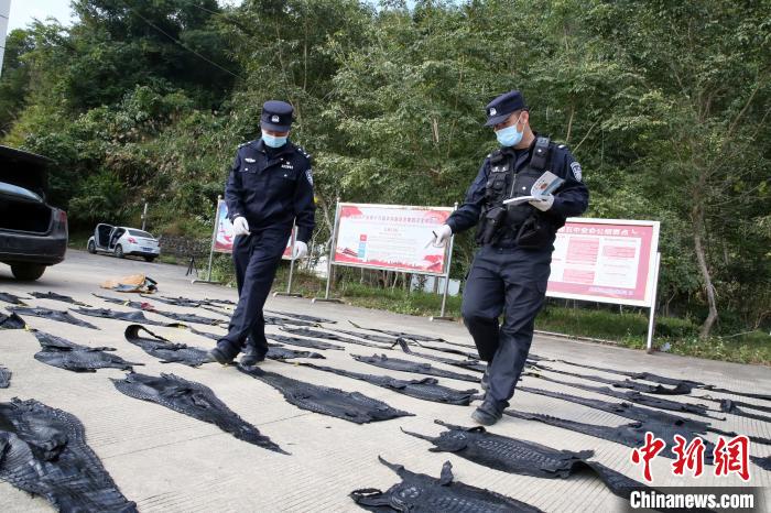 图为民警清点鳄鱼皮数量。　王威 摄