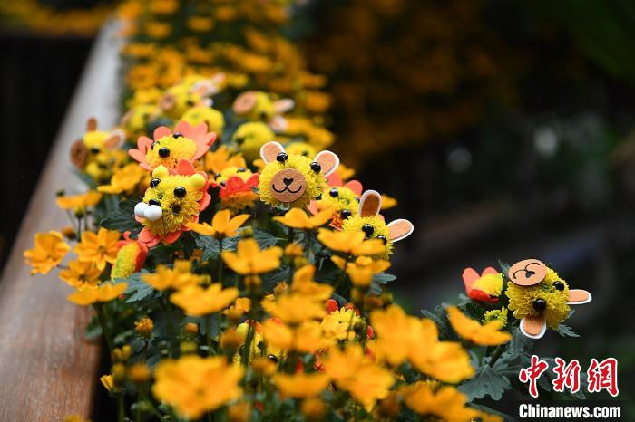 近8000盆菊花亮相广州正佳雨林生态植物园。　陈楚红 摄