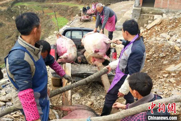 乡亲们帮忙将死猪运出圈舍，按规定进行掩埋。　白川东 摄