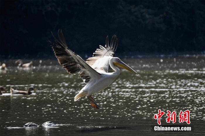 湿地精灵。资料图