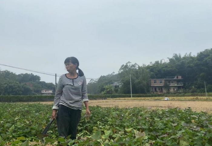 11月中旬，陈礼言在田地里劳作。新京报记者魏芙蓉摄