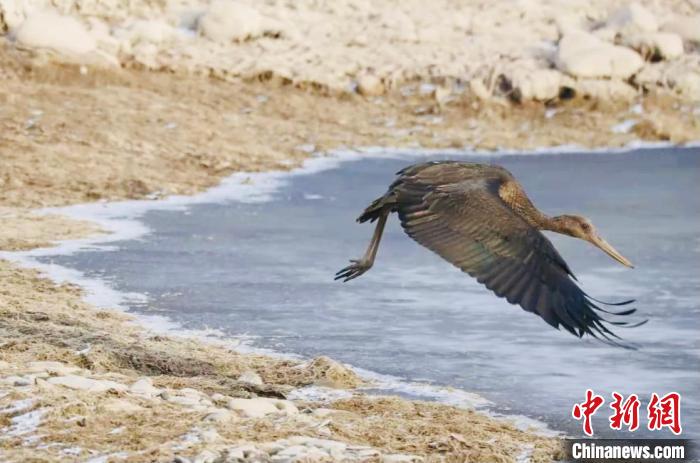 图为黑鹤在湖边飞舞。　崔振林 摄