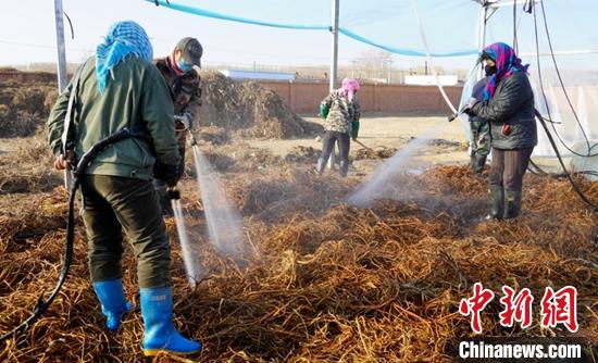 新疆阿勒泰地区哈巴河县萨尔塔木乡库尔米希村内，中药材加工厂，村民在加工厂工作。　热依扎 摄