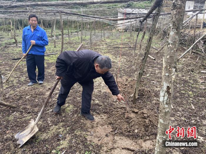 李代华和女婿在吊瓜地劳作。朱延静 摄