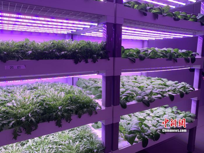 深能农光互补植物工厂里的蔬菜。 中新网 彭婧如 摄