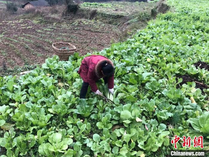 邹小荣在园子里摘菜。　曾刚 摄