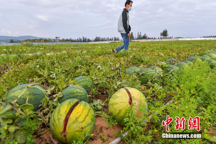 西瓜在地里开裂慢慢腐烂。骆云飞摄