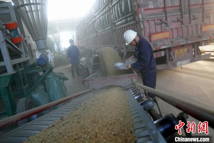 粮食保管员李晓芳在粮食传送带着查看粮食质量。　王昊阳 摄